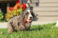 Lemonhead, a male Miniature Bernedoodle for sale in Dundee, OH – 4 of 6