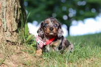 Boysenberry, a male Miniature Dachshund for sale in Dundee, OH – 3 of 7