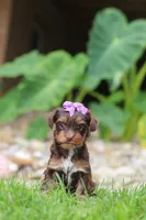 Bon Bon, a female Yorkipoo for sale in Dundee, OH – 7 of 8