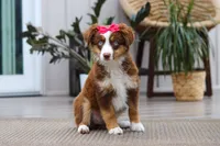 Eden, a female Australian Shepherd for sale in Dundee, OH – 5 of 5