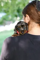 Boysenberry, a male Miniature Dachshund for sale in Dundee, OH – 2 of 7