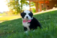 Ricochet, a male Miniature Australian Shepherd for sale in Dundee, OH – 4 of 6