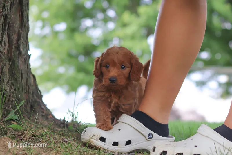 Gomez – Miniature Goldendoodle puppy for sale in Dundee, OH