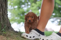 Gomez, a male Miniature Goldendoodle for sale in Dundee, OH – 1 of 6
