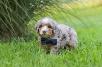 Deadpool, a male Miniature Bernedoodle for sale in Dundee, OH – 6 of 6