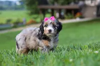 Starfire, a female Miniature Bernedoodle for sale in Dundee, OH – 5 of 5