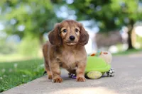 Pocahontas, a female Miniature Dachshund for sale in Dundee, OH – 7 of 8