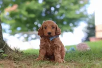 Scrappy, a male Miniature Goldendoodle for sale in Dundee, OH – 2 of 6