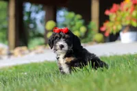 Moonstone, a female Miniature Bernedoodle for sale in Dundee, OH – 4 of 7