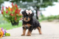 Riot, a female Yorkipoo for sale in Dundee, OH – 3 of 7