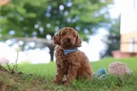 Scrappy, a male Miniature Goldendoodle for sale in Dundee, OH – 6 of 6