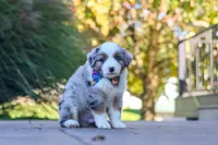 Ruckus, a male Miniature Australian Shepherd for sale in Dundee, OH – 5 of 5