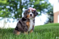 Junebug, a female Miniature Bernedoodle for sale in Dundee, OH – 5 of 5
