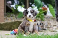 Tang, a male Miniature Bernedoodle for sale in Dundee, OH – 4 of 5