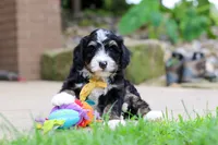 Dr. Pepper, a male Miniature Bernedoodle for sale in Dundee, OH – 5 of 5