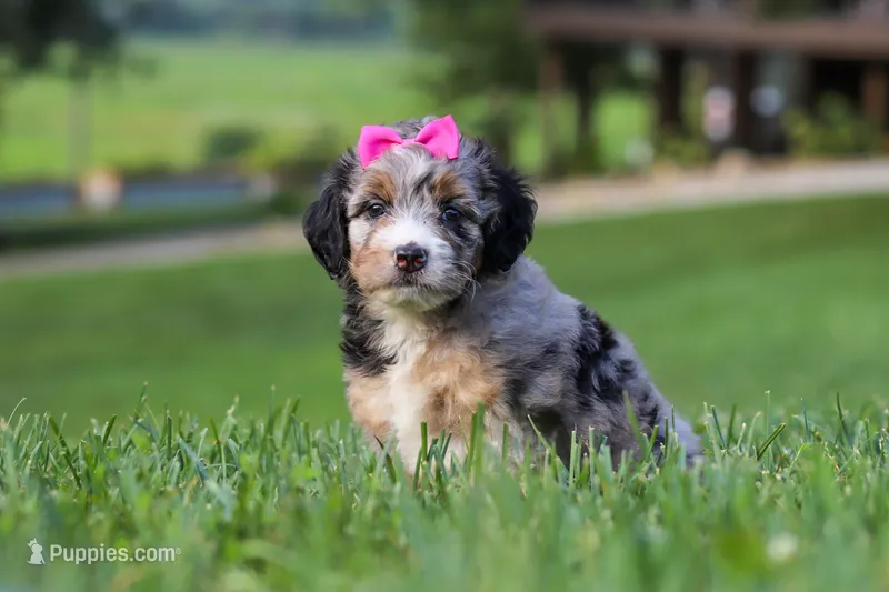 Starfire – Miniature Bernedoodle puppy for sale in Dundee, OH