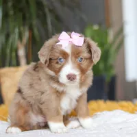 Oz, a female Miniature Australian Shepherd for sale in Dundee, OH – Photo 6 of 6