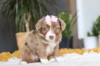 Oz, a female Miniature Australian Shepherd for sale in Dundee, OH – Photo 6 of 6