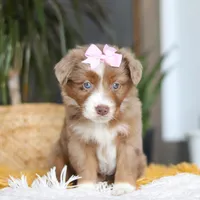 Oz, a female Miniature Australian Shepherd for sale in Dundee, OH – Photo 2 of 6