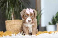 Oz, a female Miniature Australian Shepherd for sale in Dundee, OH – Photo 2 of 6