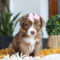 Oz, a female Miniature Australian Shepherd for sale in Dundee, OH – Photo 5 of 6