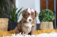 Oz, a female Miniature Australian Shepherd for sale in Dundee, OH – Photo 5 of 6
