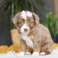 Oz, a female Miniature Australian Shepherd for sale in Dundee, OH – Photo 3 of 6