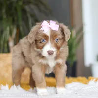 Oz, a female Miniature Australian Shepherd for sale in Dundee, OH – Photo 1 of 6