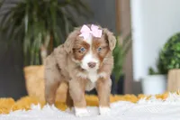 Oz, a female Miniature Australian Shepherd for sale in Dundee, OH – Photo 1 of 6