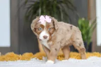 Oz, a female Miniature Australian Shepherd for sale in Dundee, OH – Photo 4 of 6