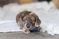 Keilbasa, a male Miniature Dachshund for sale in Dundee, OH – Photo 8 of 10