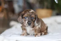 Keilbasa, a male Miniature Dachshund for sale in Dundee, OH – Photo 5 of 10