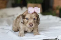 Schnitzel, a female Miniature Dachshund for sale in Dundee, OH – Photo 8 of 10