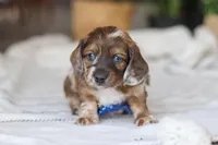 Keilbasa, a male Miniature Dachshund for sale in Dundee, OH – Photo 2 of 10