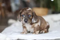 Keilbasa, a male Miniature Dachshund for sale in Dundee, OH – Photo 7 of 10