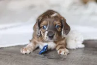 Keilbasa, a male Miniature Dachshund for sale in Dundee, OH – Photo 9 of 10