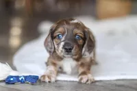 Keilbasa, a male Miniature Dachshund for sale in Dundee, OH – Photo 6 of 10