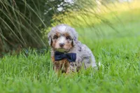 Deadpool, a male Miniature Bernedoodle for sale in Dundee, OH – 5 of 6