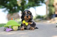 Kumquat, a male Miniature Dachshund for sale in Dundee, OH – 4 of 10