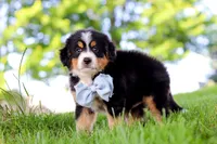 Jimminy Cricket, a male Miniature Bernedoodle for sale in Dundee, OH – 6 of 6