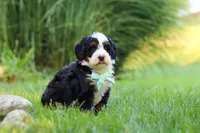 Pez, a male Miniature Bernedoodle for sale in Dundee, OH – 4 of 5