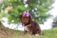 Churro, a female Yorkipoo for sale in Dundee, OH – 5 of 5