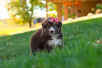 Jinx, a female Miniature Australian Shepherd for sale in Dundee, OH – 2 of 6