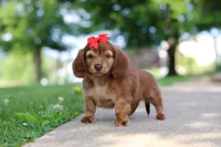 Sacajawea, a female Miniature Dachshund for sale in Dundee, OH – 2 of 9