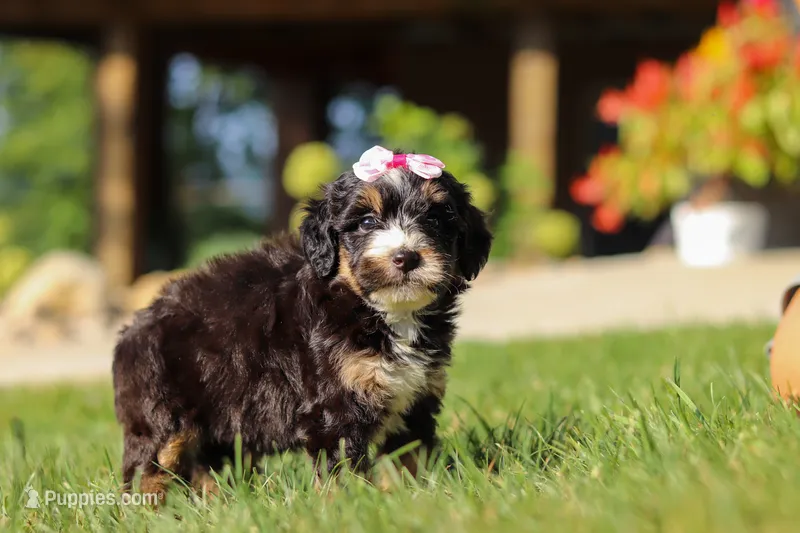 Nova – Miniature Bernedoodle puppy for sale in Dundee, OH