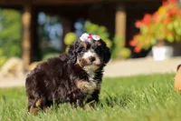 Nova, a female Miniature Bernedoodle for sale in Dundee, OH – 1 of 5