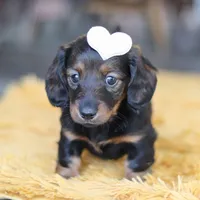 Crumpet, a female Miniature Dachshund for sale in Dundee, OH – Photo 5 of 9