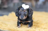 Crumpet, a female Miniature Dachshund for sale in Dundee, OH – Photo 5 of 9