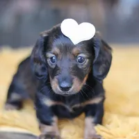 Crumpet, a female Miniature Dachshund for sale in Dundee, OH – Photo 6 of 9