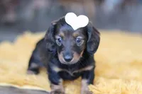 Crumpet, a female Miniature Dachshund for sale in Dundee, OH – Photo 6 of 9